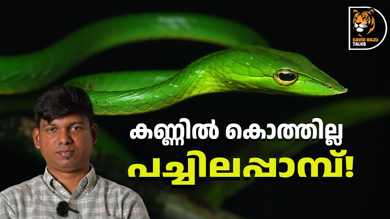 പച്ചിലപ്പാമ്പിനെപ്പറ്റിയുള്ള തെറ്റിദ്ധാരണകൾ ഇനി വേണ്ട! Vine Snakes of Kerala #davidrajutalks #snake