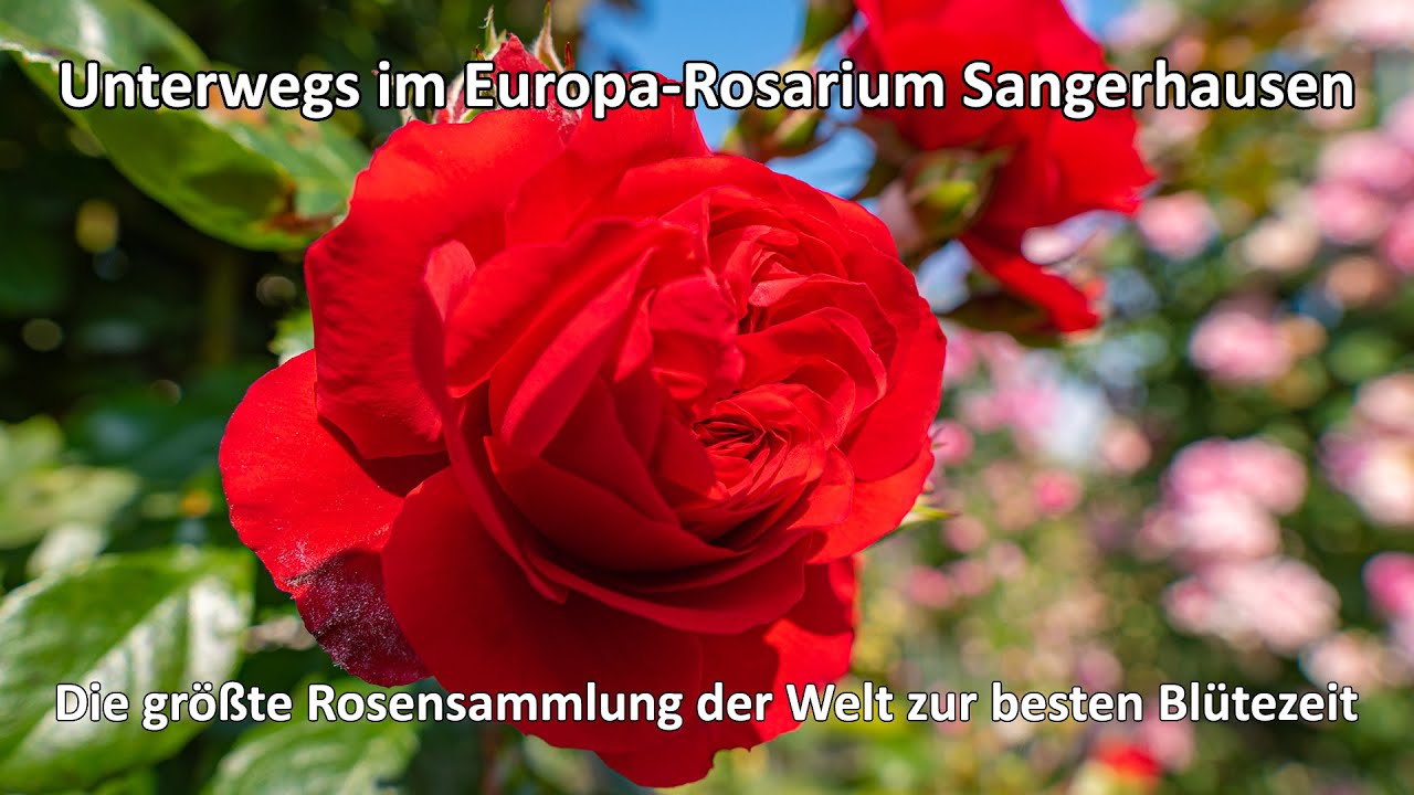 4k // Europa-Rosarium Sangerhausen - Die weltweit gr&ouml;&szlig;te Rosensammlung zur besten Bl&uuml;tezeit