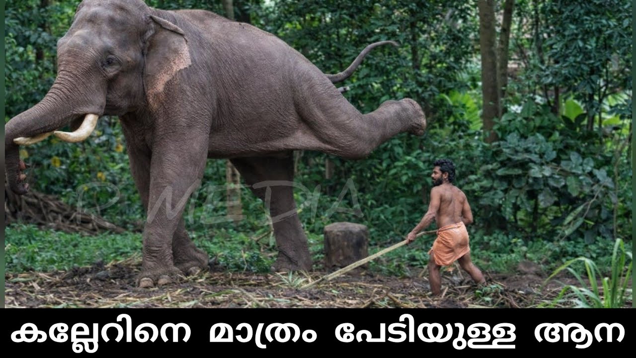 പാപ്പാന്മാരെ ചവിട്ടി തെറിപ്പിക്കുന്ന കൊമ്പൻ | elephant attack kerala
