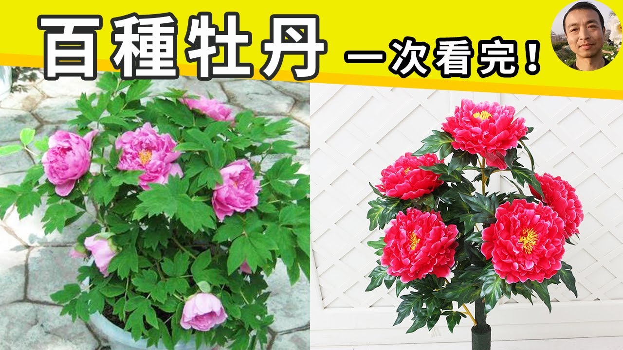 牡丹夏天能开花？带你看最全牡丹种类，园艺商人绝不外传的盆栽技巧一次揭秘！建议收藏！#园艺 #盆栽牡丹 #peonies #peonies in pots【手艺人飞羽】