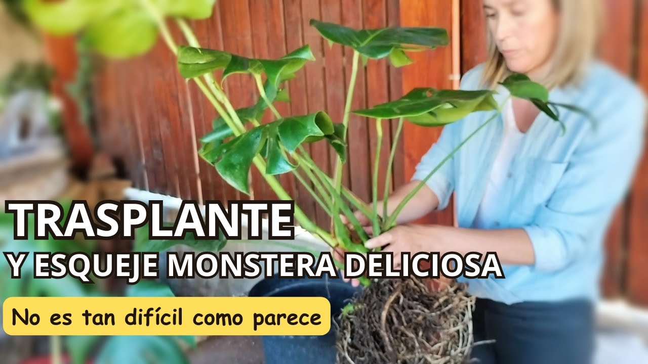 Trasplante y esqueje MONSTERA DELICIOSA🌿. [no es tan DIFÍCIL😤😤 como parece]