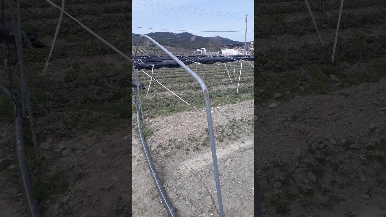 kasımpatı (krizantem) yetiştiriciliği fidan dikimi