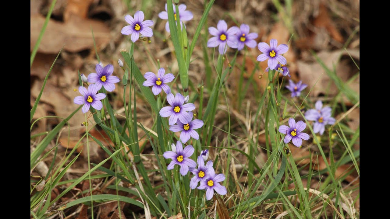 Blue eyed Grass