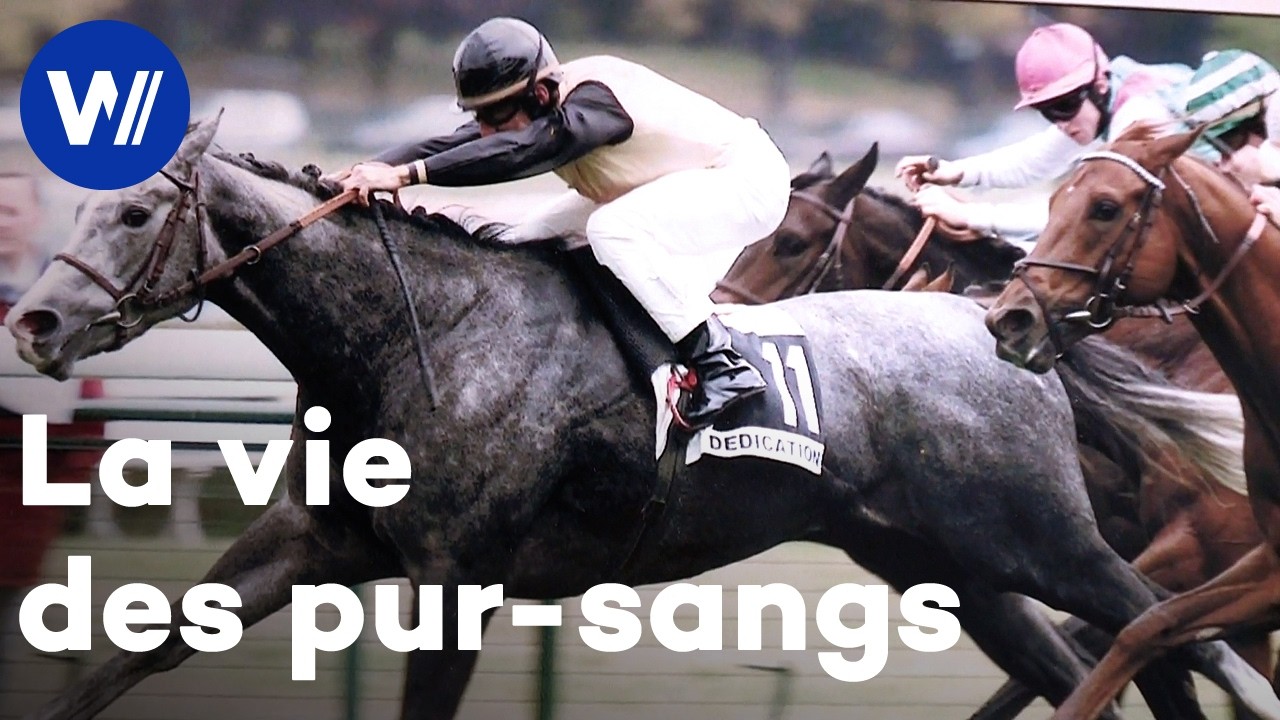 L'élevage des pur-sangs destinés aux plus grands hippodromes de France (documentaire complet)