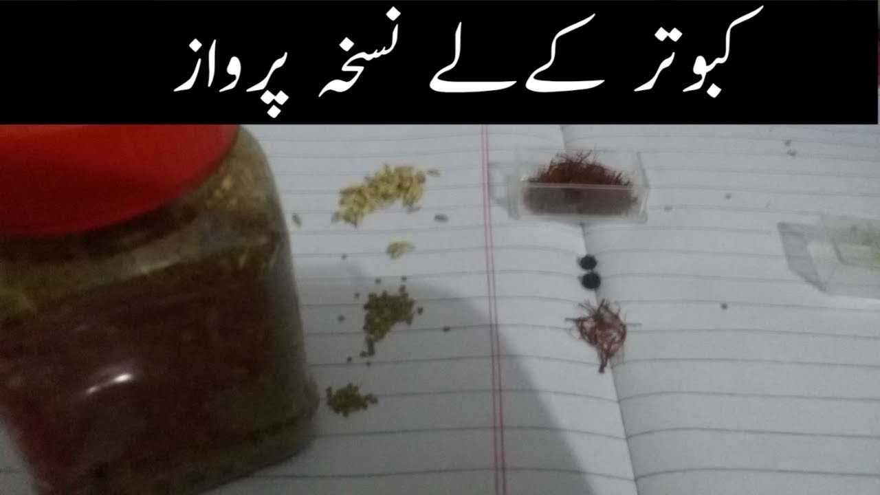 Perwazi Nuskha High Flyer Pigeon Kabooter (urdu/hindi)