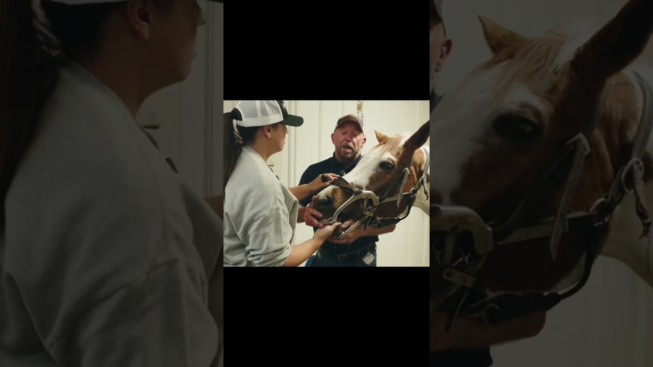 Equine dentist made me put my entire arm into my horses mouth! watch the full video on my channel