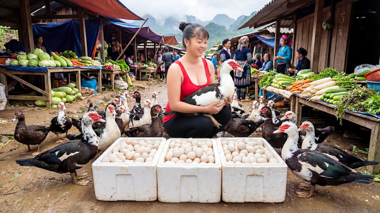 Buy 100KG Geese From Farmer - Use 3-Wheeled Truck Transport Many Geese Go To Market Sell