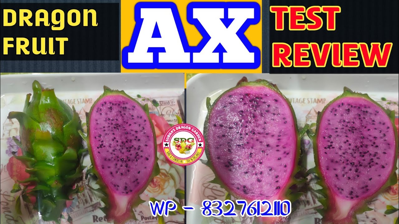 AX DRAGON FRUIT TEST REVIEW // AX DRAGON FRUIT BRIX TEST 2025