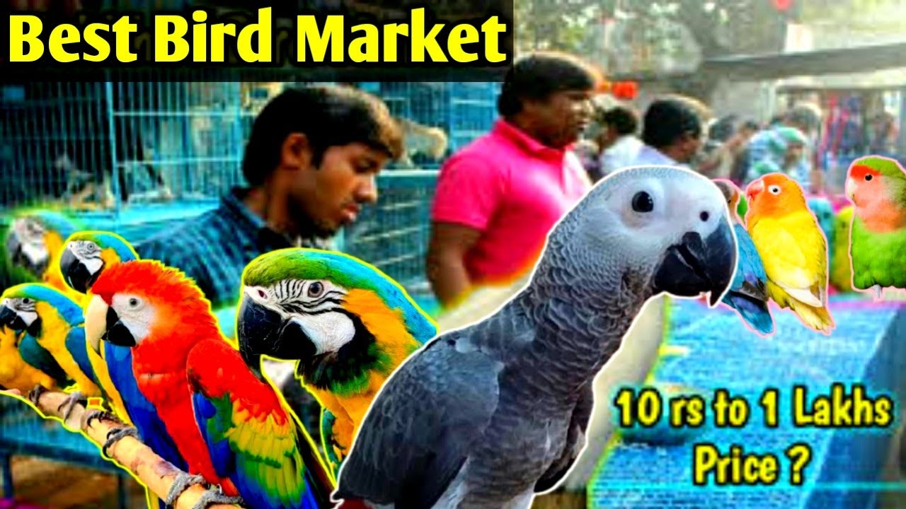Exotic Birds Market India | Lucknow Exotic Birds Shop | Best and cheapest Birds market
