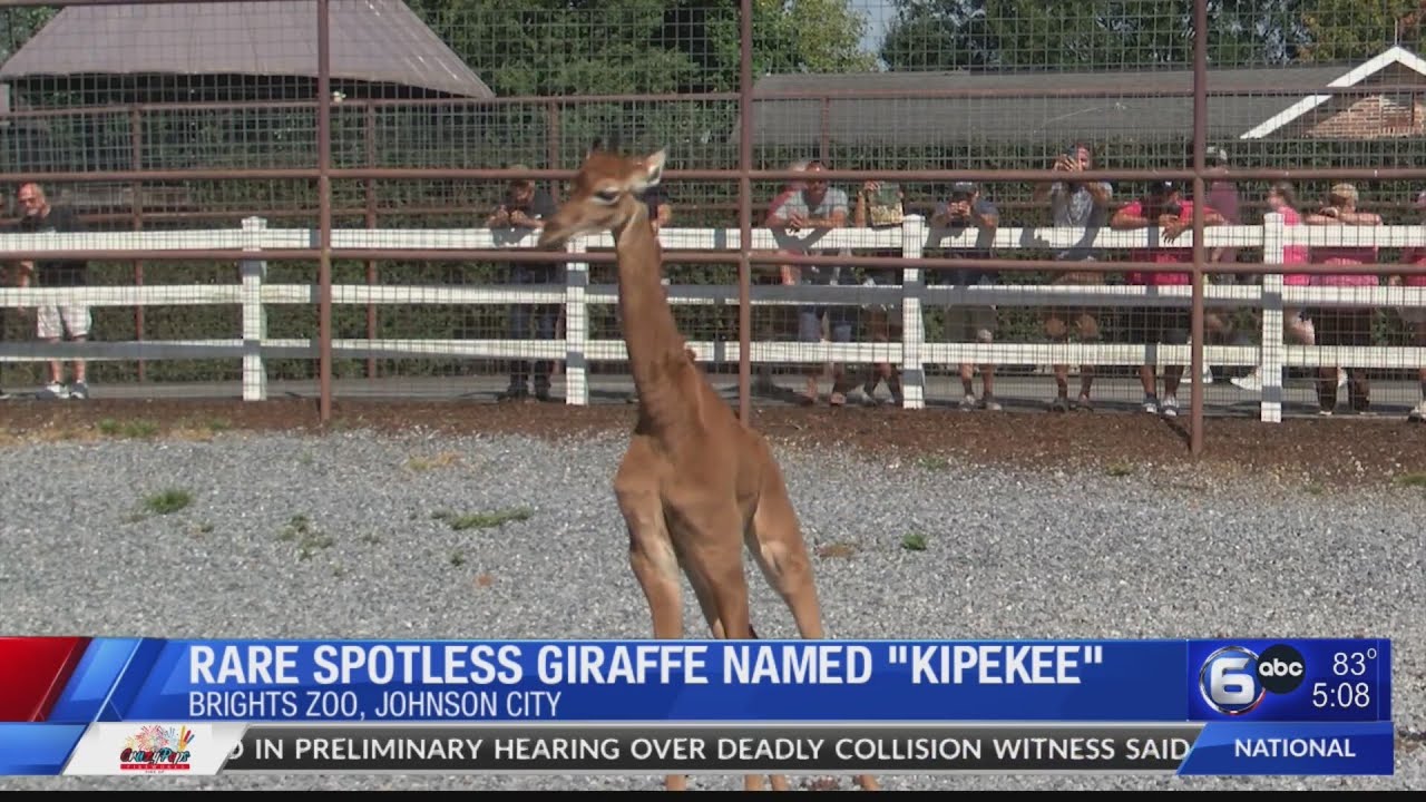 Rare spotless giraffe named 'Kipekee'