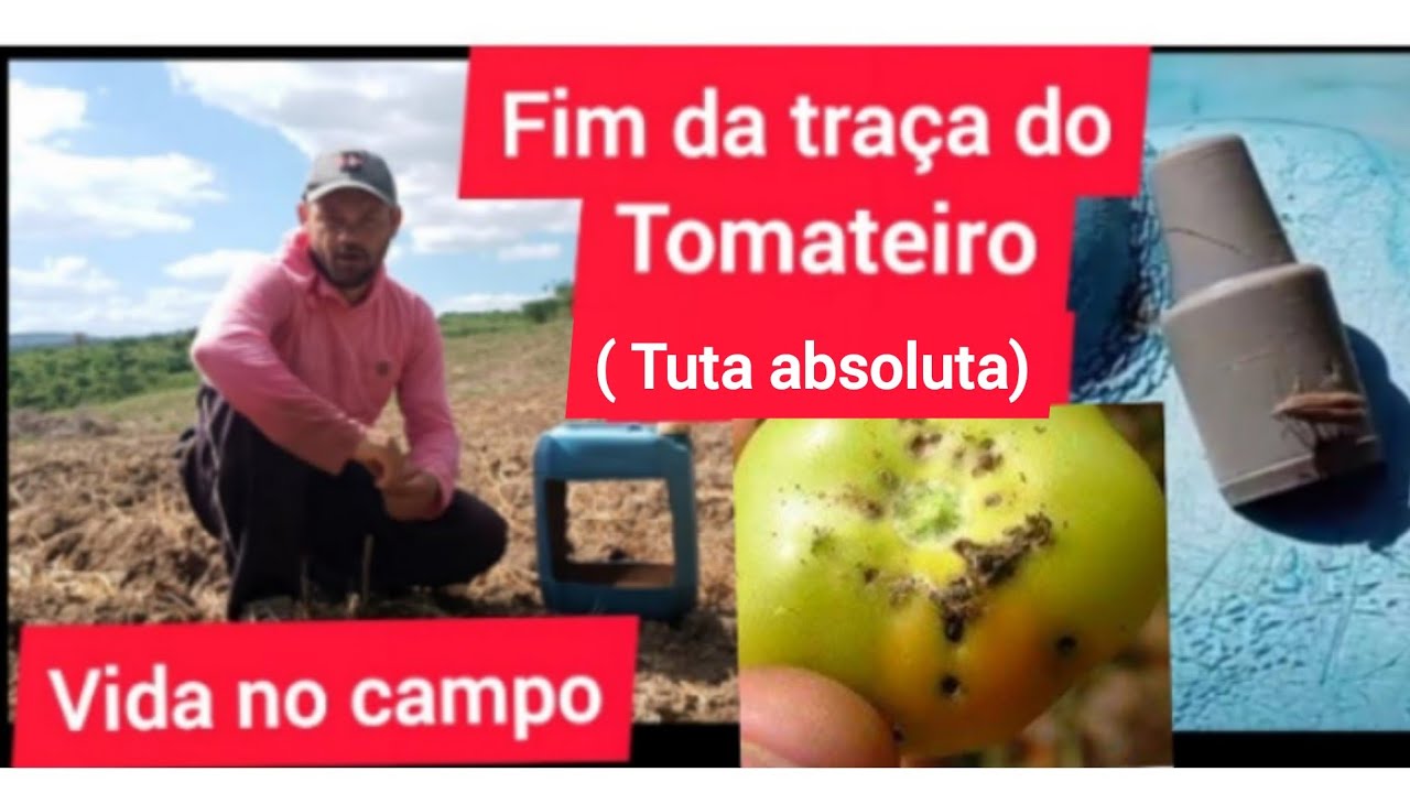 Traça do tomateiro (Tuta absoluta)fim das traça do tomateiro