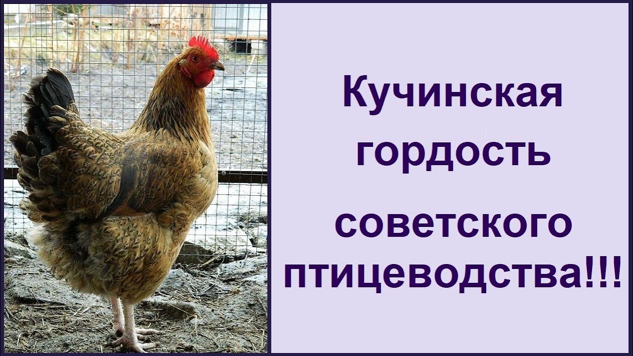 Кучинская порода кур - юбилейная 🐔 мясояичная несушка  🐔 Характеристика породы кур