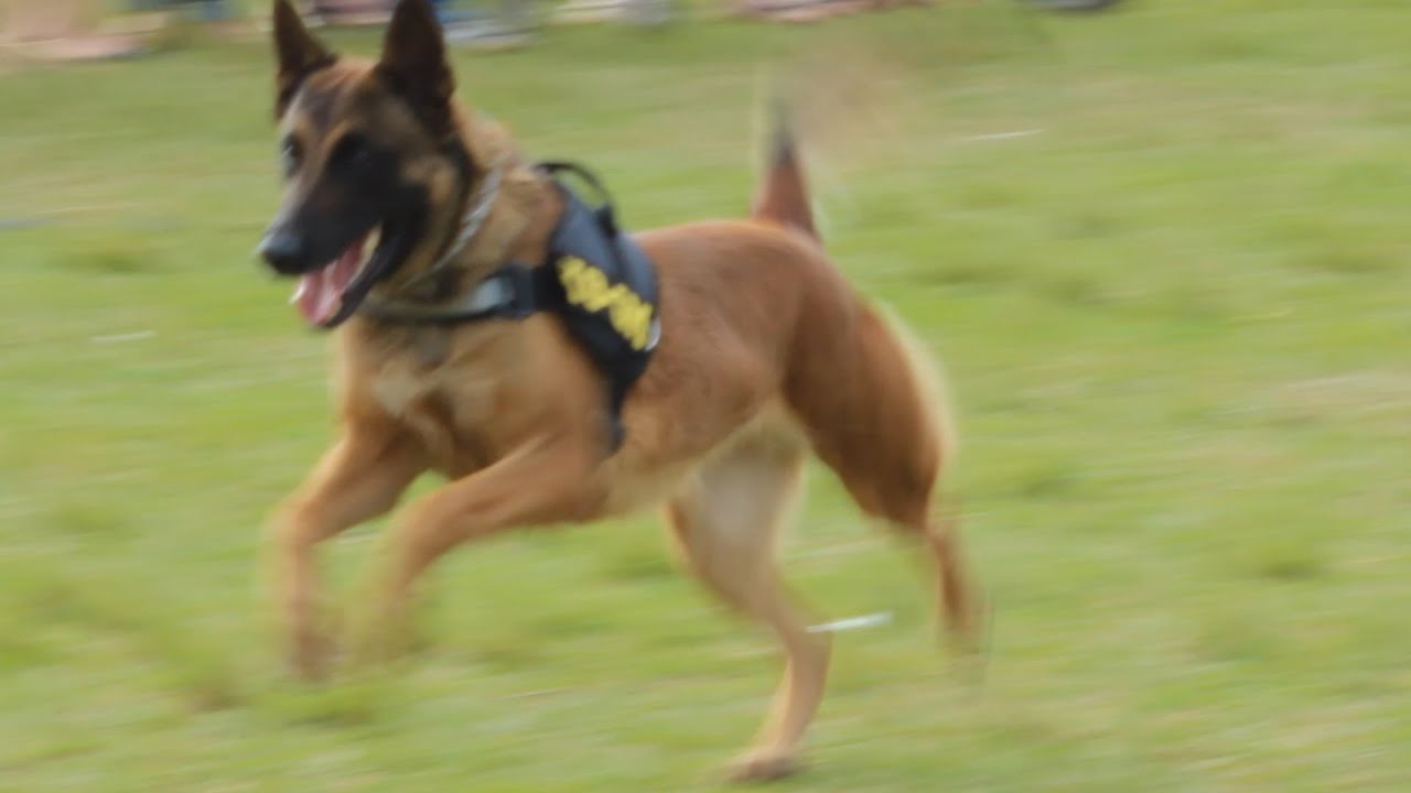 Cão Policial K9 em treinamento no Gramadão da Vila A   Foz do Iguaçu