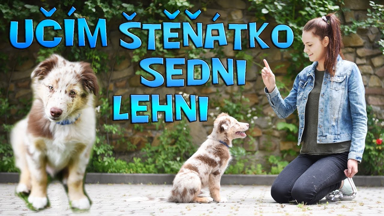 Jak naučit psa SEDNI a LEHNI | Výcvik psa