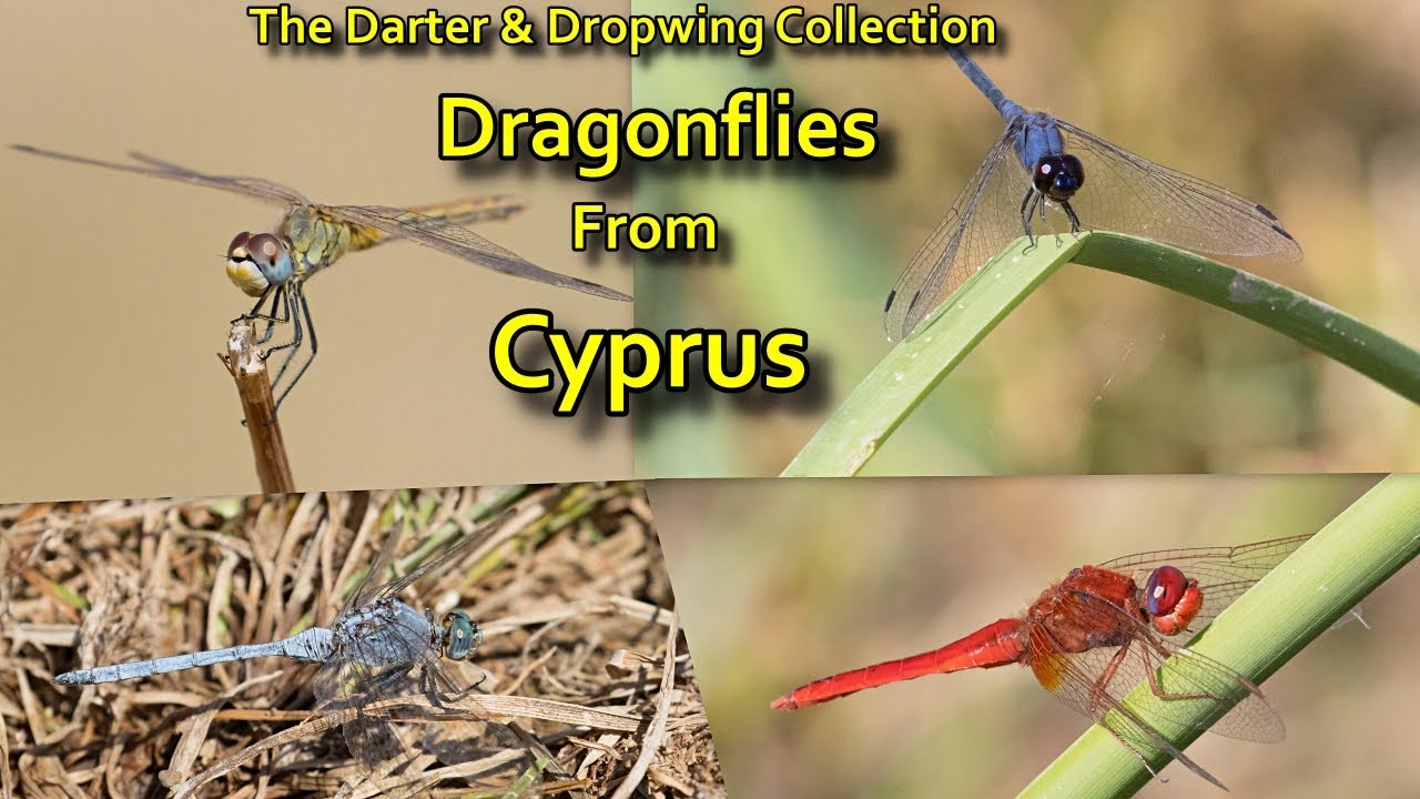 CYPRUS DRAGONFLIES : The Darter & Dropwing Collection (Canon R7, 100-400mm)