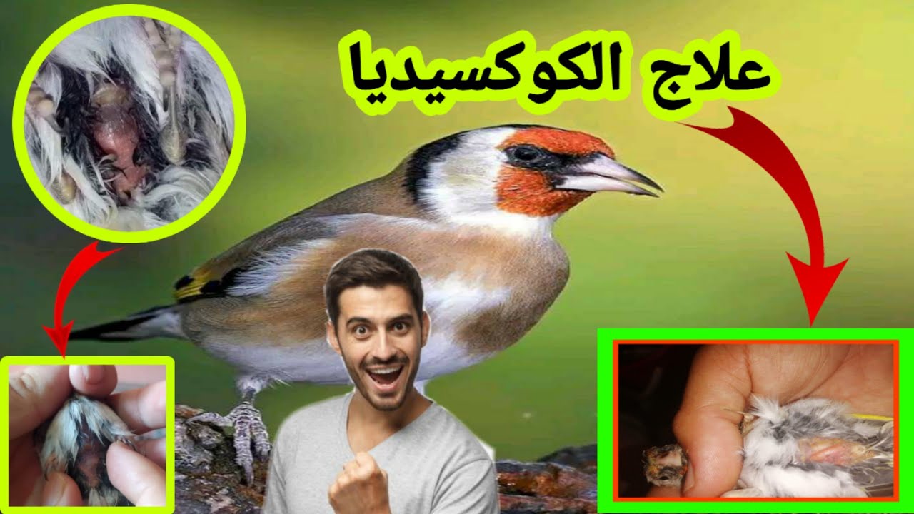 أحسن علاج للكوكسيديا عند الحسون و الكناري 🚨الحل النهائي🔥🔥🔥