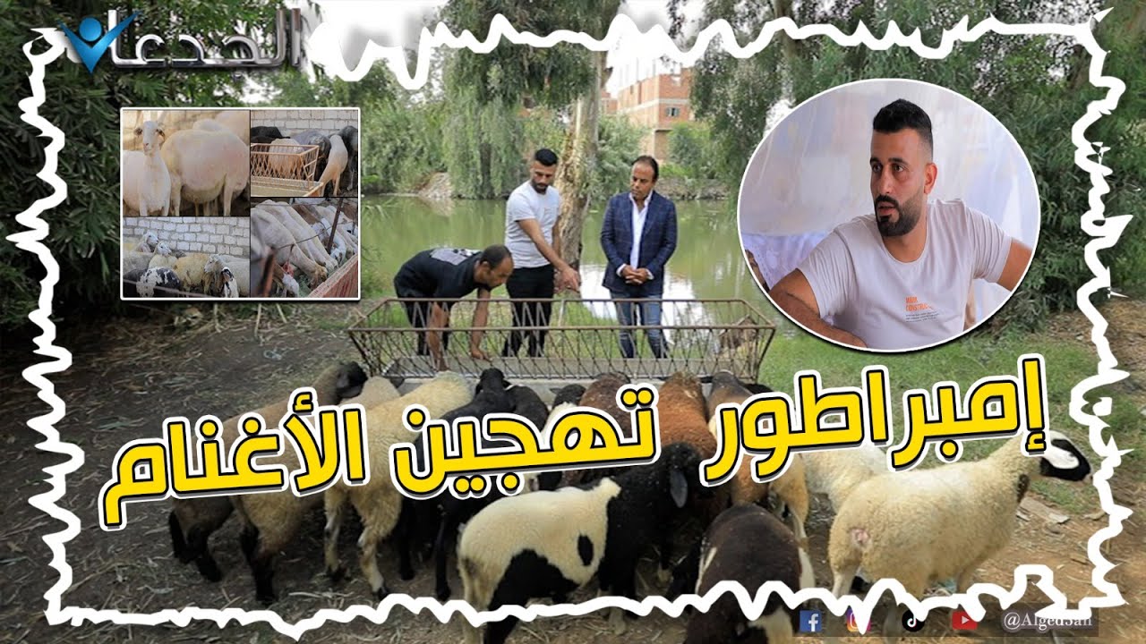 محمد صبحي.. إمبراطور  تهجين الأغنام وقلبه حديد .. كل اللي اشتغل معاه كسب