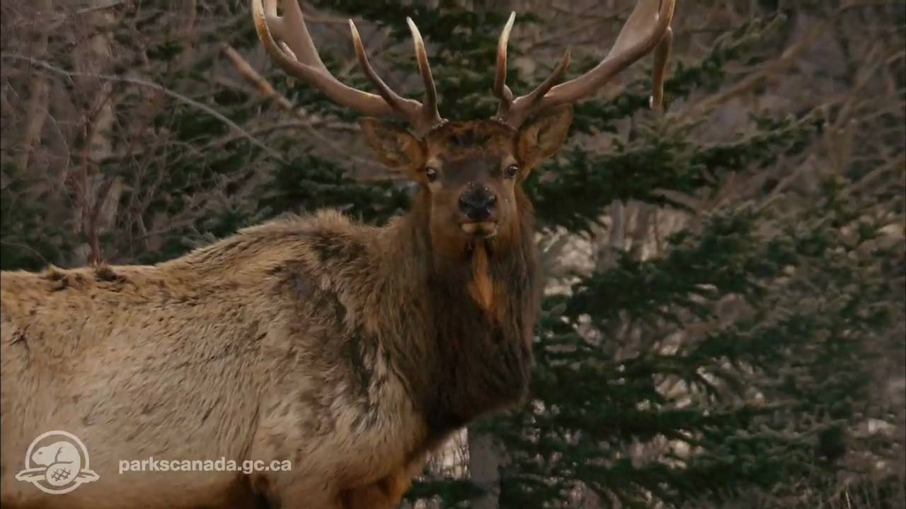 Jasper National Park