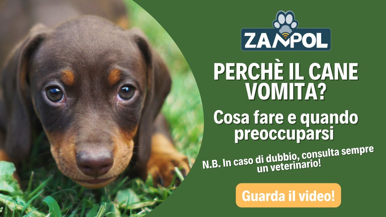 Perchè il cane vomita? Cosa fare e quando preoccuparsi