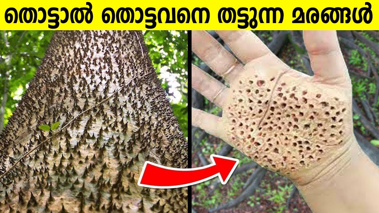 ലോകത്തിലെ തന്നെ ഏറ്റവും അപകടമേറിയ മരങ്ങൾ | Dangerous trees of the world | Malayalam