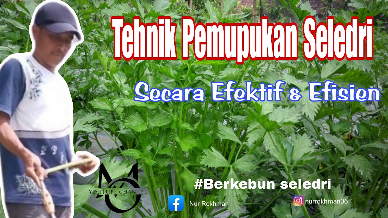 Tehnik Pemupukan Seledri Secara Efektif dan Efisien