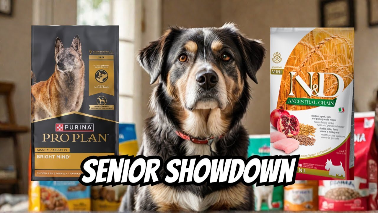Farmina Senior vs Purina Bright Minds: Senior Showdown!