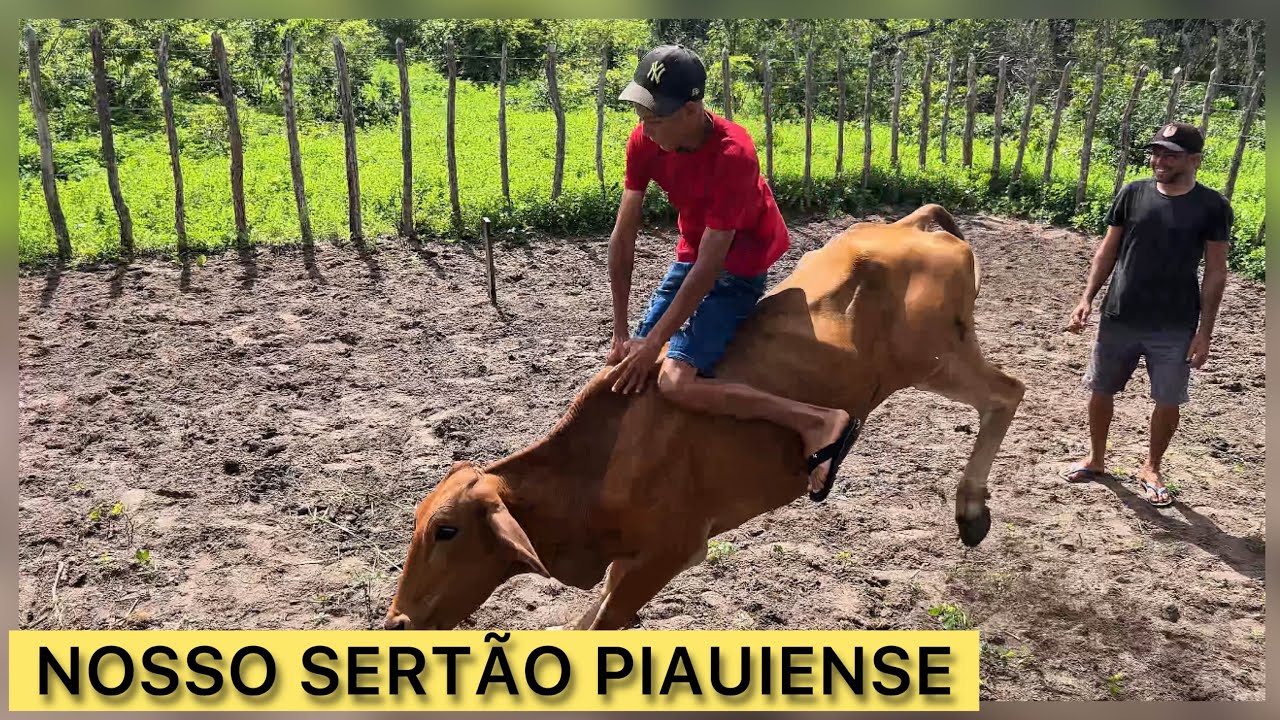 ACOMPANHAMOS O TRABALHO DO VAQUEIRO SEU ANTÔNIO BRITO E VAQUEIROS DA REGIÃO 