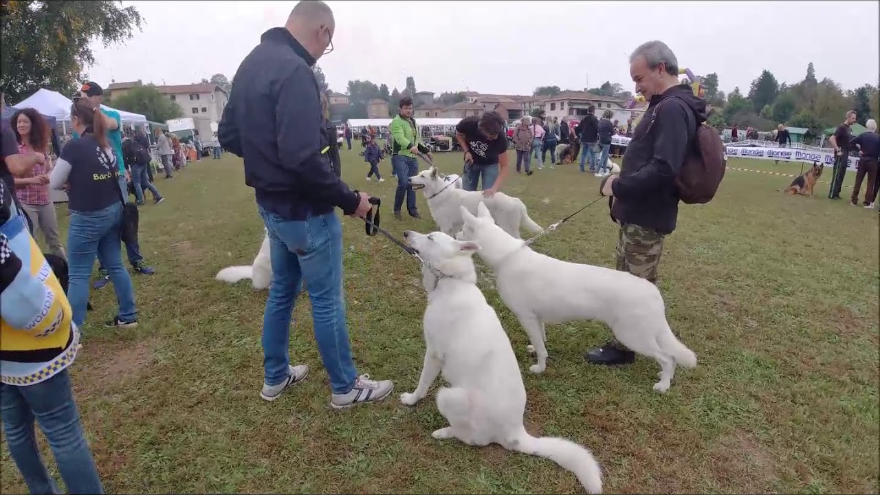 Pastore Svizzero Bianco Expo 06/10/2019