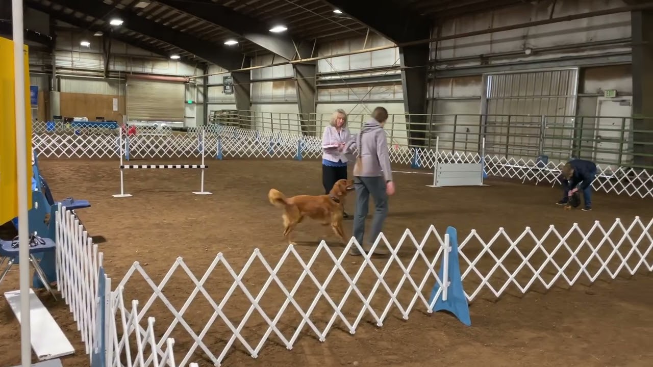 AKC Graduate Open Linn County Kennel Club Albany OR -- Pyro score 197
