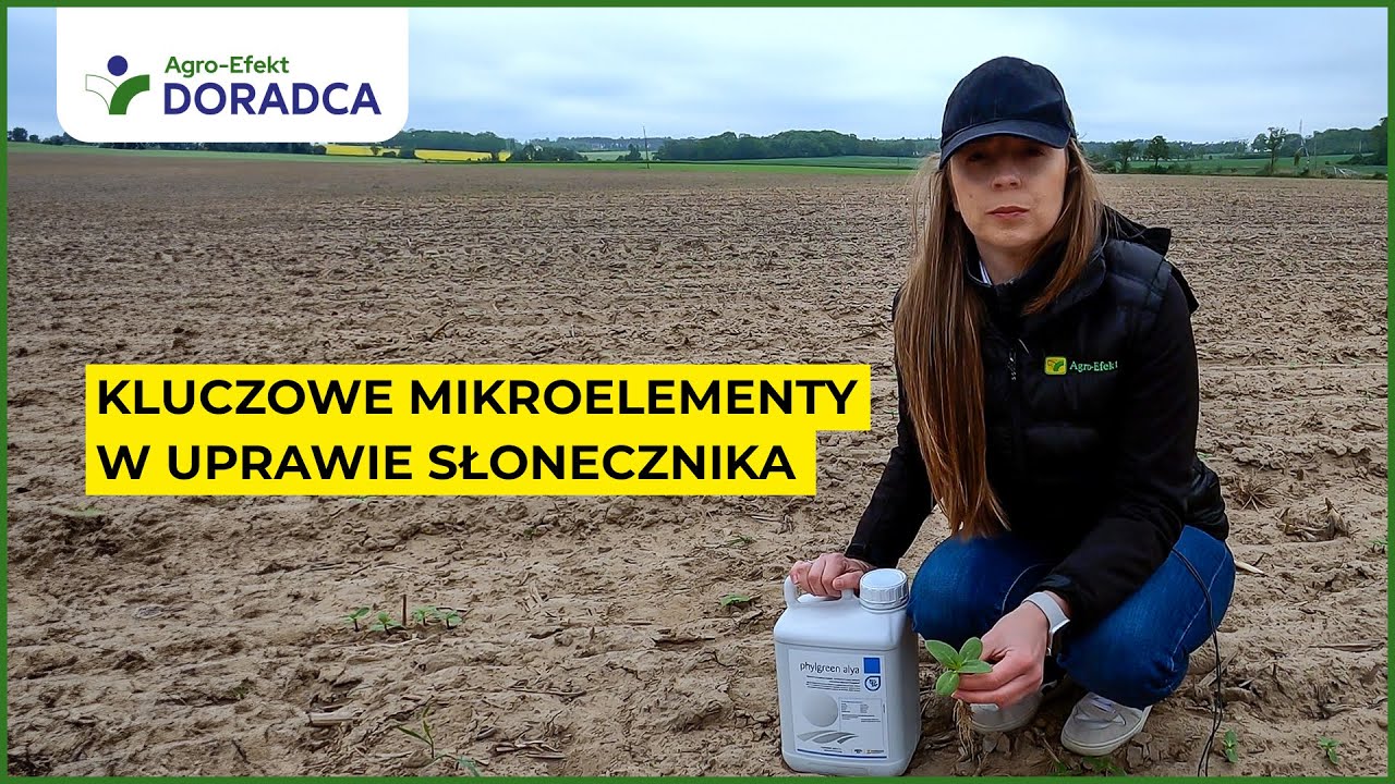 🌻 Kluczowe mikroelementy w uprawie słonecznika  | Agro-Efekt