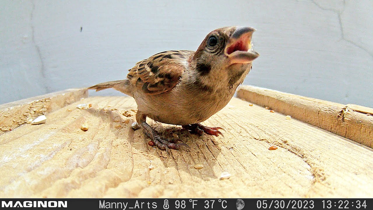 Maginon WK-5AU wildlife camera and DIY homemade bird feeder. Eurasian Tree Sparrow video May 30 2023