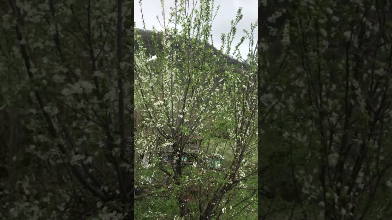 #memleket #sinop #erfelek  #gerze  #dikmen  #boyabat  #keşfetteyiz  #shortvideo  #like