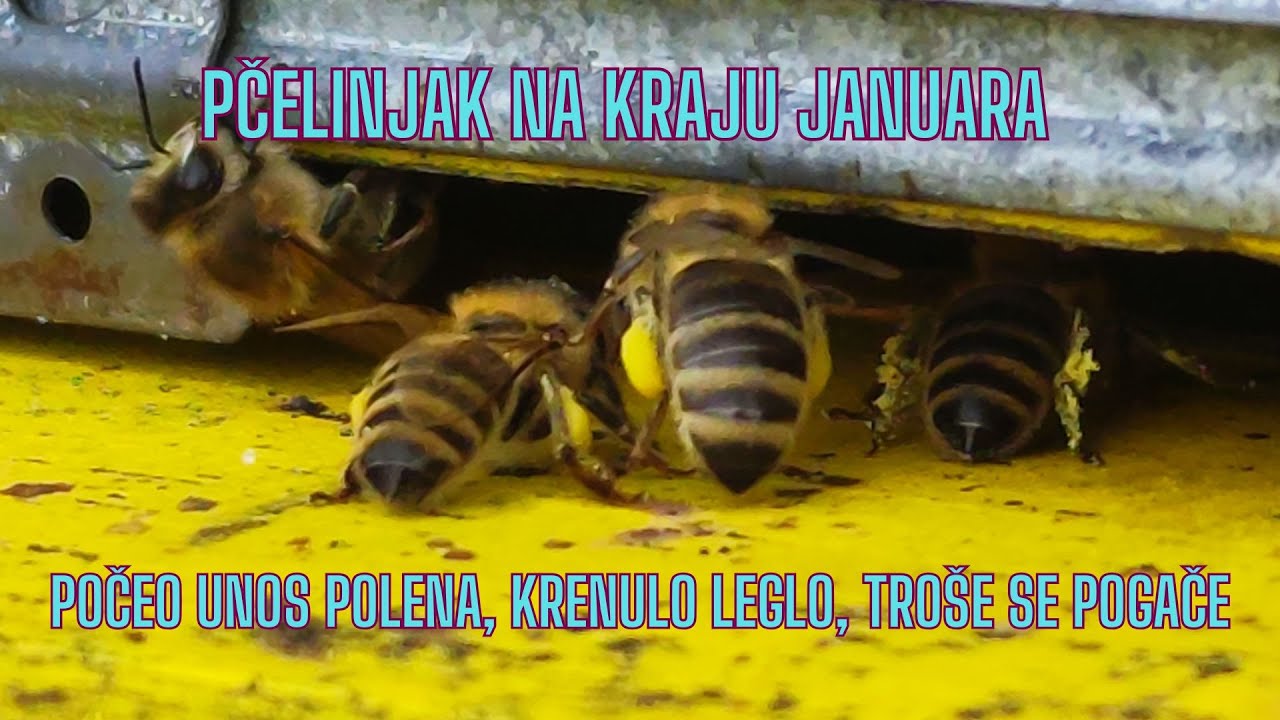 Pčelinjak na kraju januara - počeo unos polena, krenulo leglo, troše se pogače