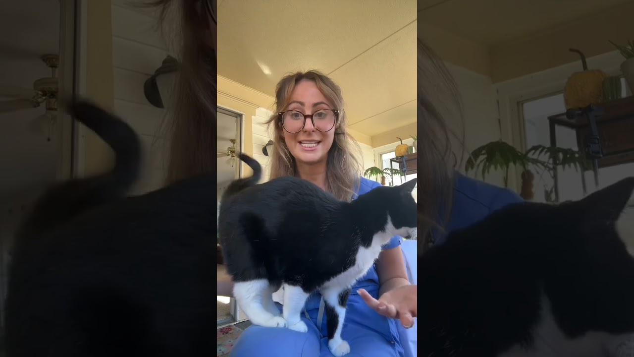 My biggest tips for getting into vet school pt 1!