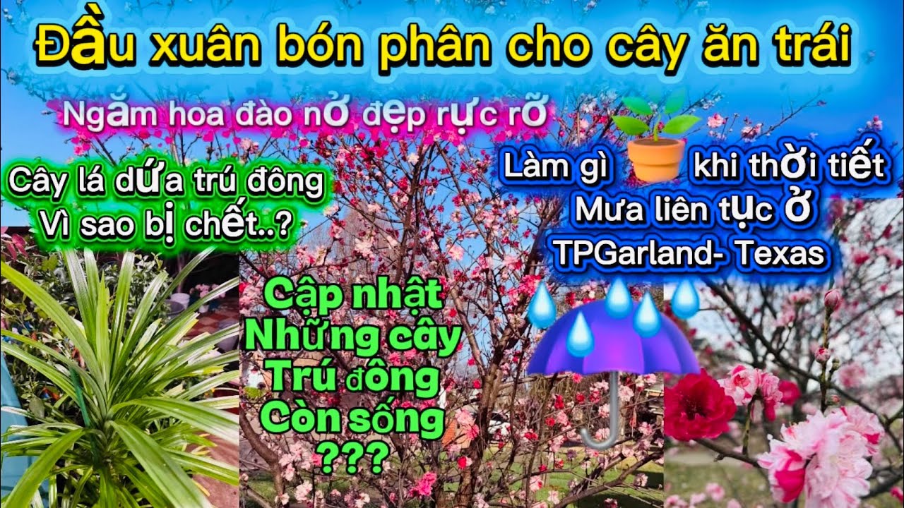 #282🇺🇸￼Đầu xuân bón phân cho cây ăn trái🥭￼ cây trú đông còn sống hay chết?Munerry Pakistan???