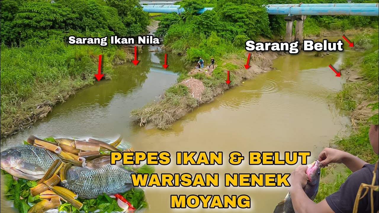 Mencari Ikan Dan Belut Dari Alam Untuk Di Masak Bumbu Warisan Nenek Moyang