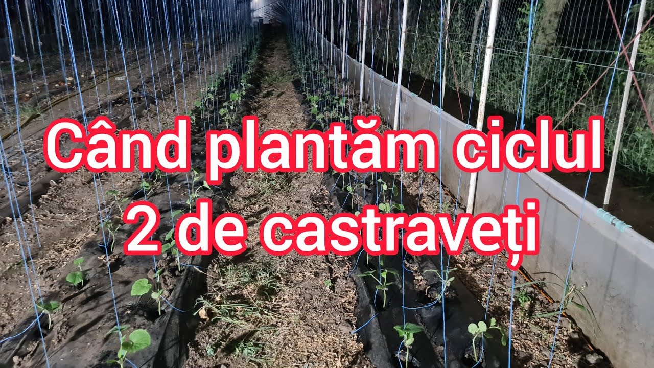 Iată când plantăm ciclul 2 de castraveți si de ce i-am plantat noaptea in solar