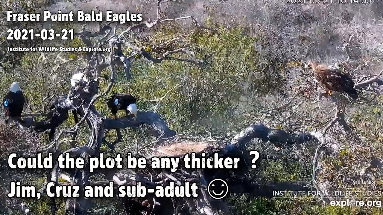 Fraser Point🦅Could The Plot Be Any Thicker❓Jim, Cruz & Sub-Adult Together🙃Explore.org 2021-03-21