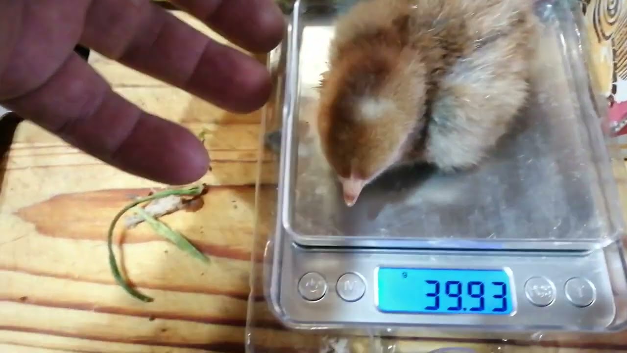 Билефельдер/ Bielefelder kennhuhn. Я же не лох, купил породу