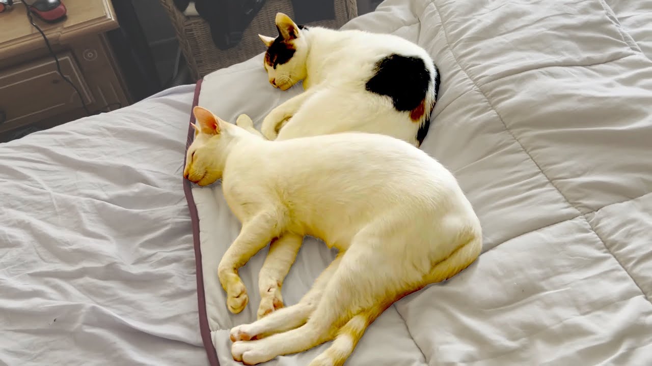 【新ポーズを披露し続ける猫たち】Cats Keep Showing Off New Poses!