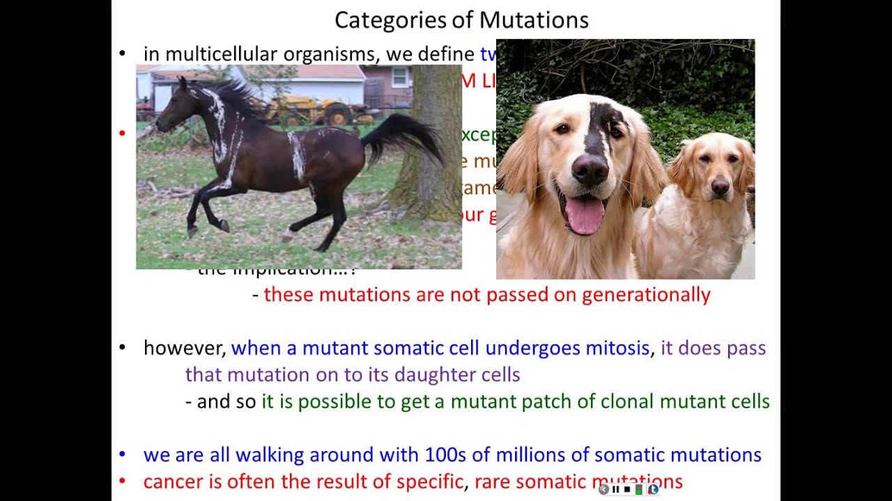 Lecture 15 - Gene Mutations and DNA Repair