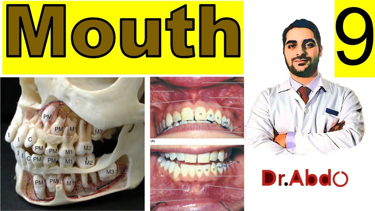 9. The #Mouth - Oral Region || #Head_Anatomy Overview (9/9) || تشريح الفم || [A2]