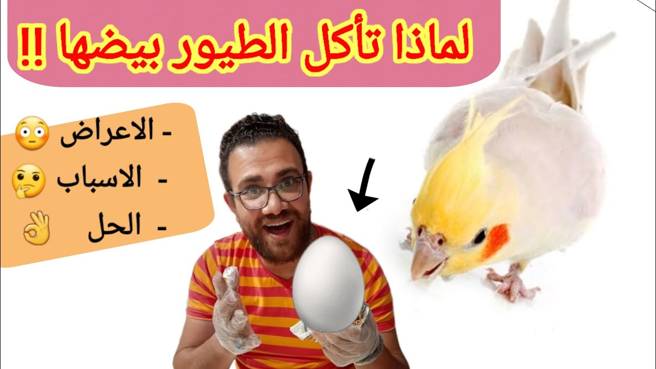 البيض اختفى!😳 لماذا تأكل الطيور البيض بدلاً من الرقاد عليه🤔