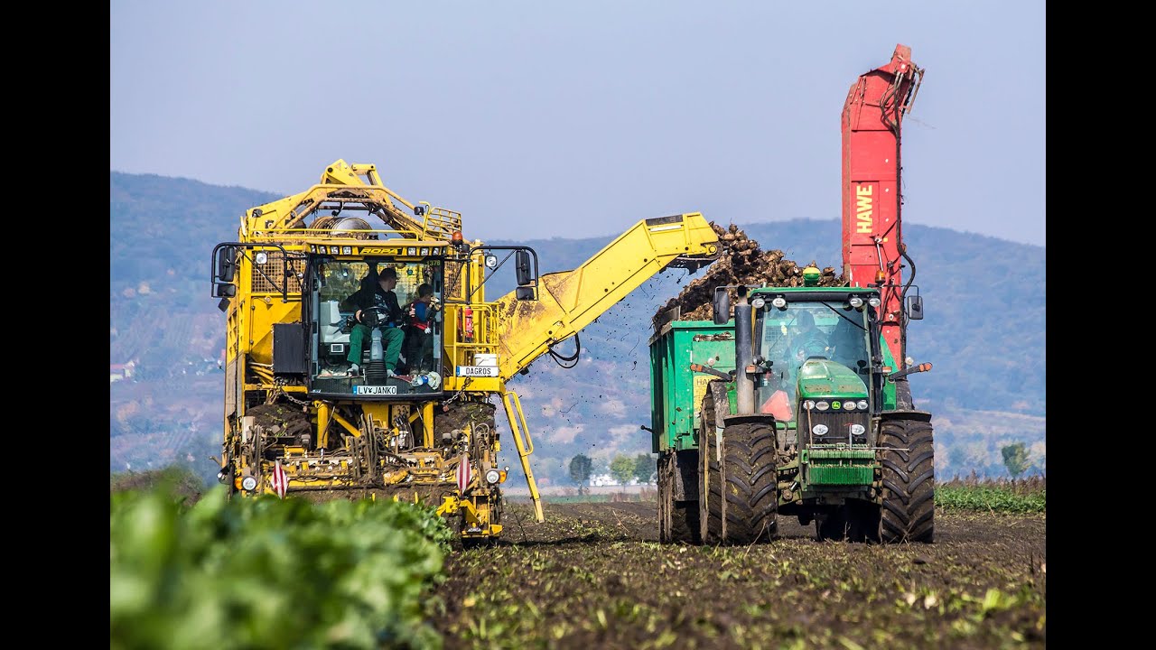 Ropa Euro TIGER V8-4 [ beet campaign ] Donau Farm Slovakia