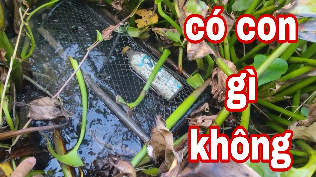 hôm nay  kiếm vài con cá lóc về nướng chui mà không có dính con nào hết chắc ăn ốc với cá sặc quá 