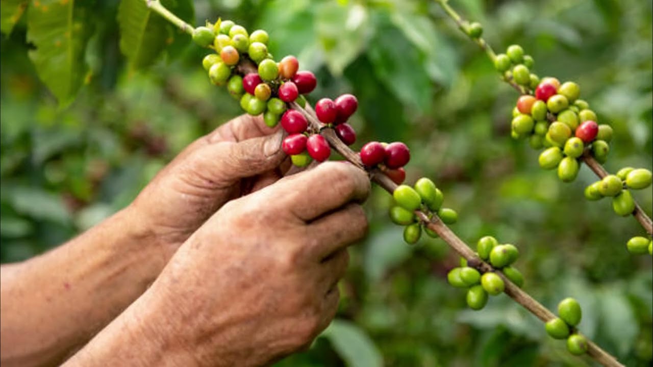 FINCA AGROPECUARIA TIMBIO CAUCA