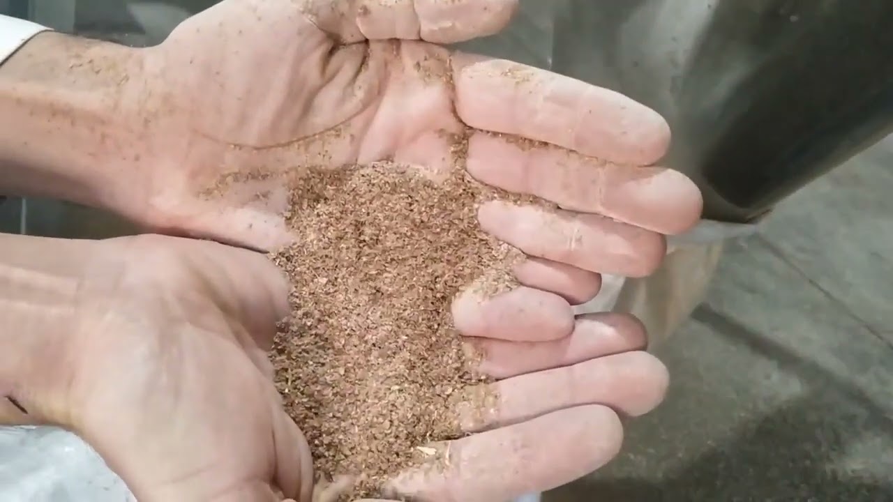 sifting the hulled lentils sifting the hulled lentils