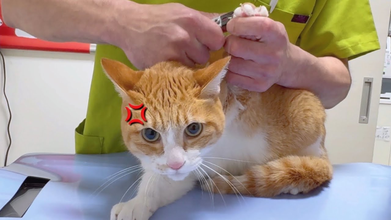 神の手を持つ先生がいる病院で爪切り10回目！凶暴猫が大人しすぎた！