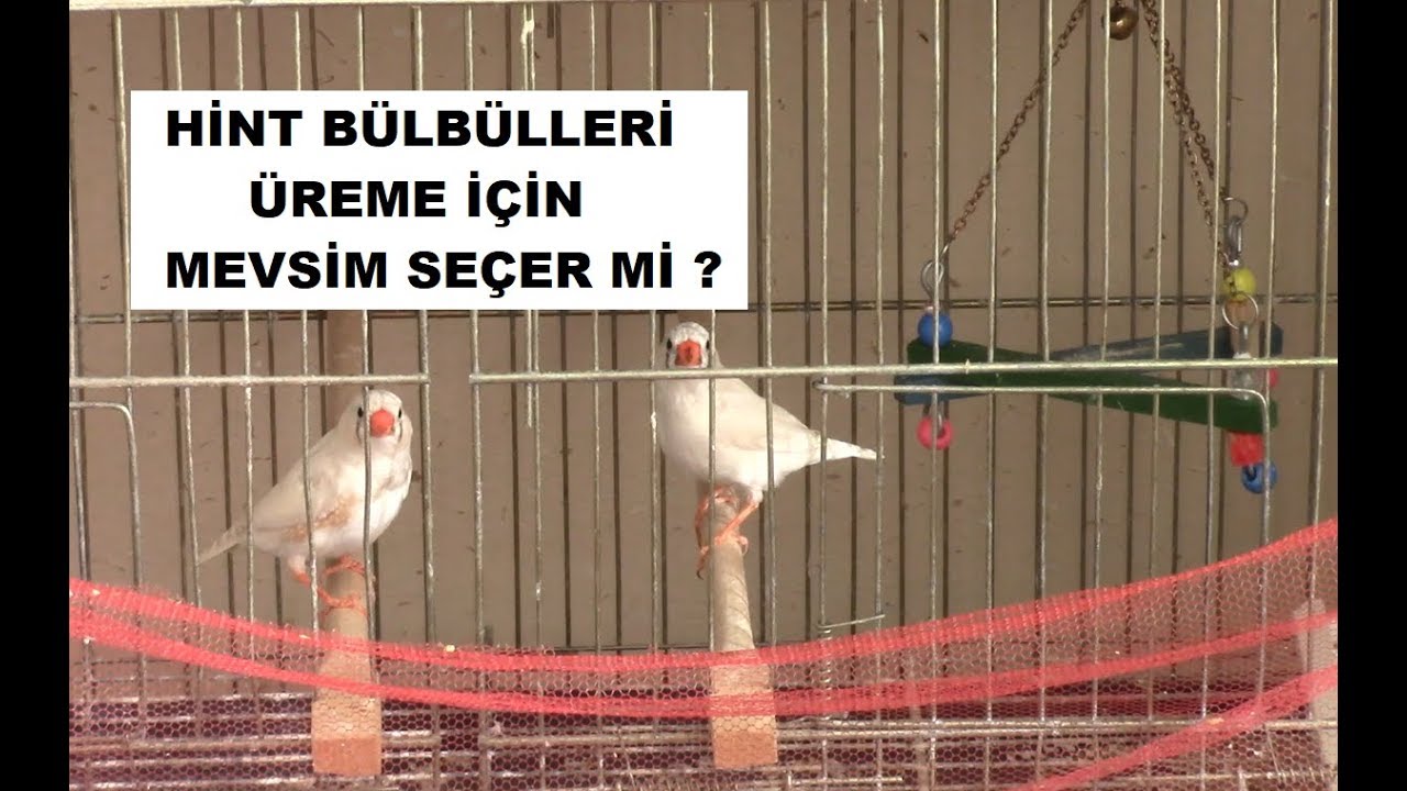 Hint Bülbülleri KIŞIN ORTASINDA Bile Yavru Yapar mı ?