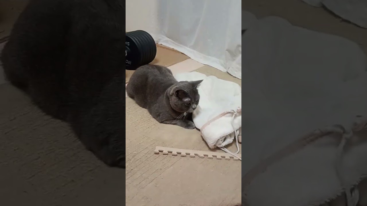 #勇者猫#ロシアンブルー#サビ猫#ラグドール